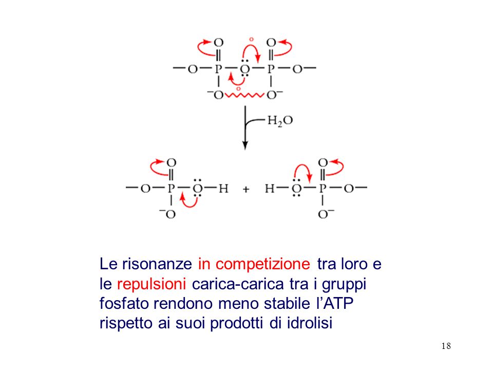 Le risonanze in competizione tra loro e le repulsioni carica-carica tra i gruppi fosfato rendono meno stabile l’ATP rispetto ai suoi prodotti di idrolisi