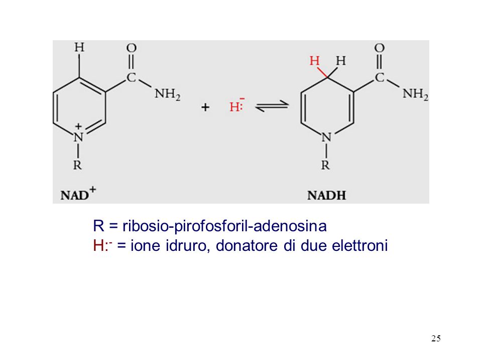 R = ribosio-pirofosforil-adenosina