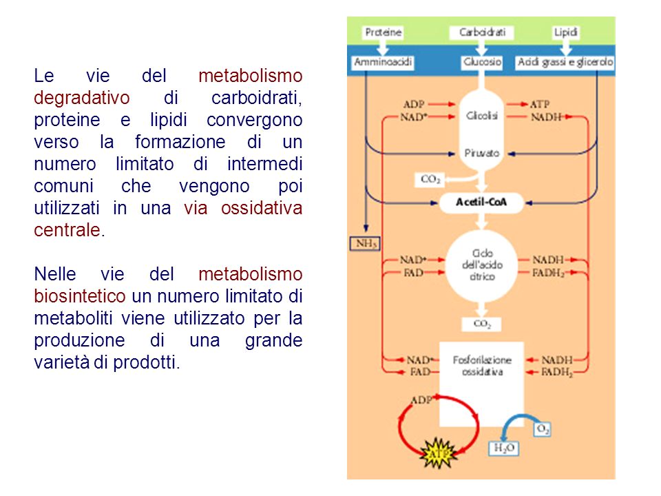 Le vie del metabolismo degradativo di carboidrati, proteine e lipidi convergono verso la formazione di un numero limitato di intermedi comuni che vengono poi utilizzati in una via ossidativa centrale.