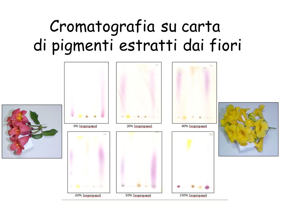 Cromatografia su carta di pigmenti estratti dai fiori