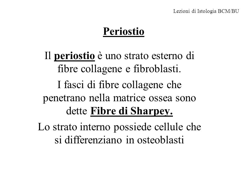 Il periostio è uno strato esterno di fibre collagene e fibroblasti.
