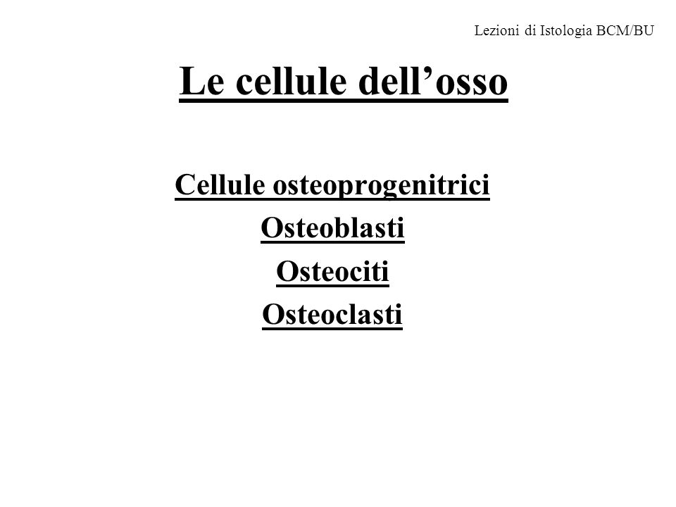 Cellule osteoprogenitrici Osteoblasti Osteociti Osteoclasti