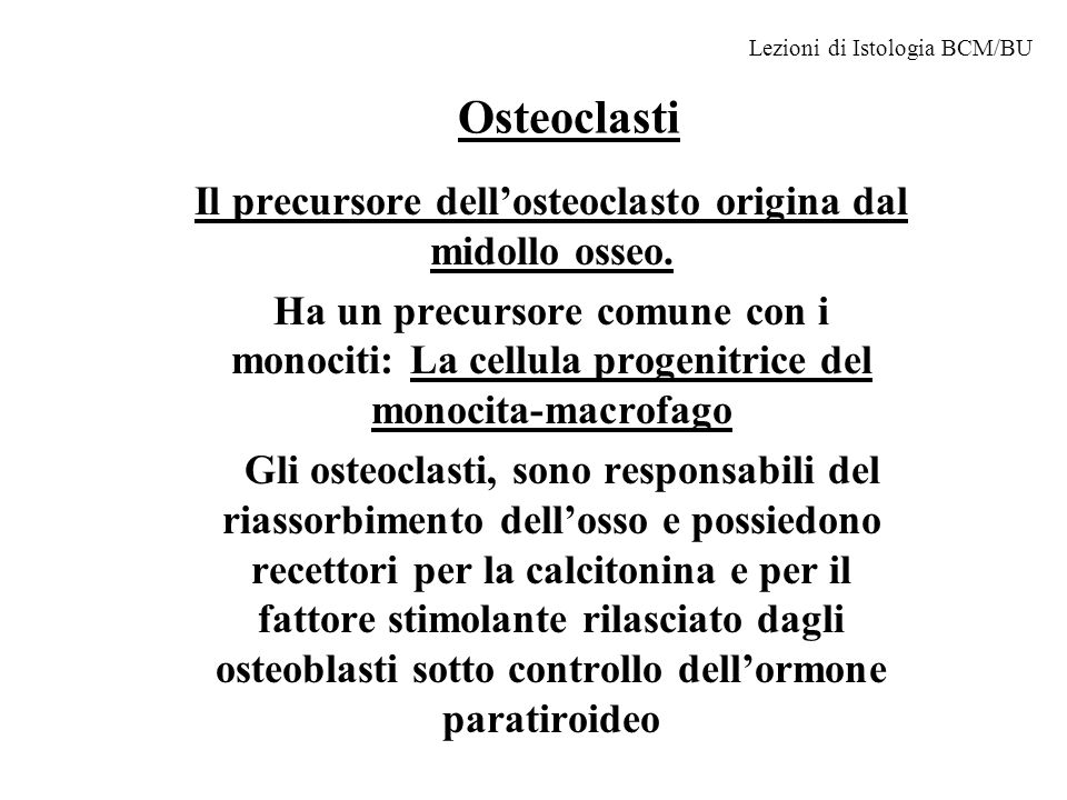 Il precursore dell’osteoclasto origina dal midollo osseo.