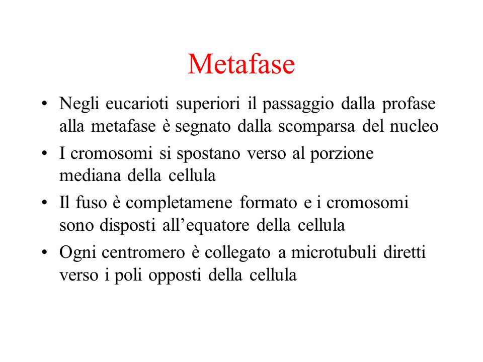 Metafase Negli eucarioti superiori il passaggio dalla profase alla metafase è segnato dalla scomparsa del nucleo.