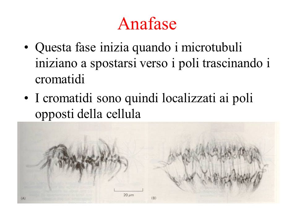 Anafase Questa fase inizia quando i microtubuli iniziano a spostarsi verso i poli trascinando i cromatidi.