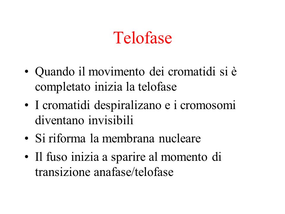 Telofase Quando il movimento dei cromatidi si è completato inizia la telofase. I cromatidi despiralizano e i cromosomi diventano invisibili.