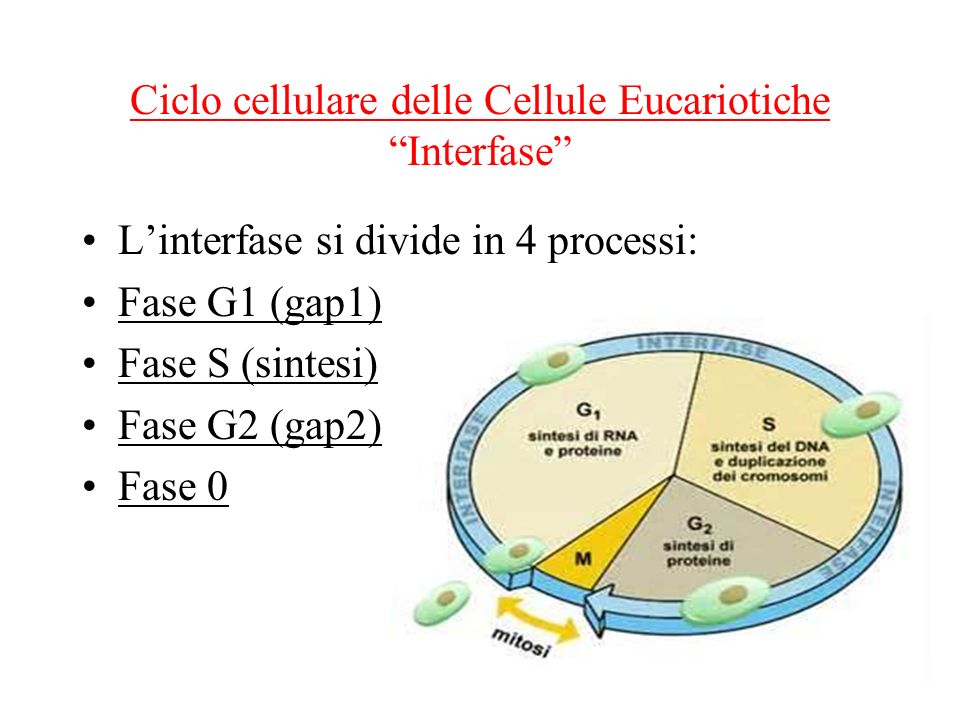 Ciclo cellulare delle Cellule Eucariotiche Interfase