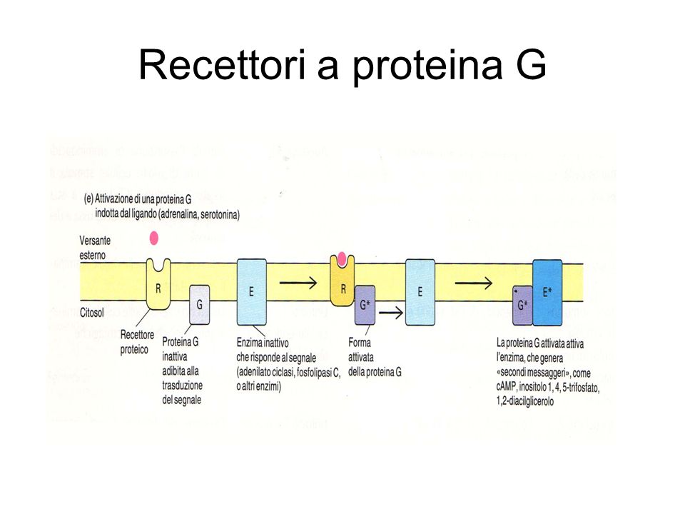 Recettori a proteina G