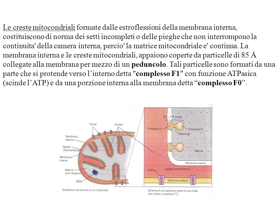 Le creste mitocondriali formate dalle estroflessioni della membrana interna, costituiscono di norma dei setti incompleti o delle pieghe che non interrompono la continuita della camera interna, percio la matrice mitocondriale e continua.