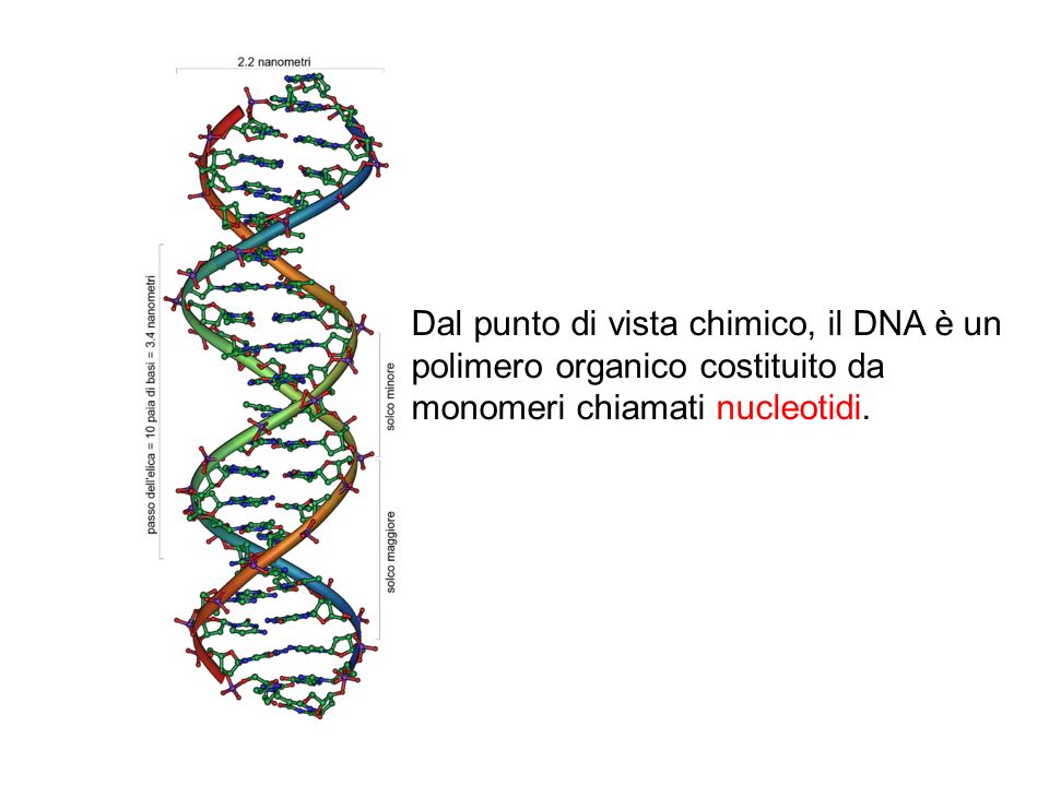 Dal punto di vista chimico, il DNA è un polimero organico costituito da monomeri chiamati nucleotidi.