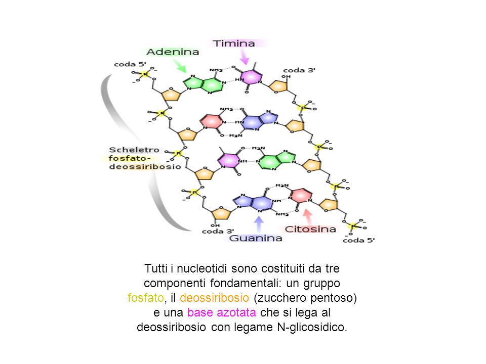 Tutti i nucleotidi sono costituiti da tre componenti fondamentali: un gruppo fosfato, il deossiribosio (zucchero pentoso)