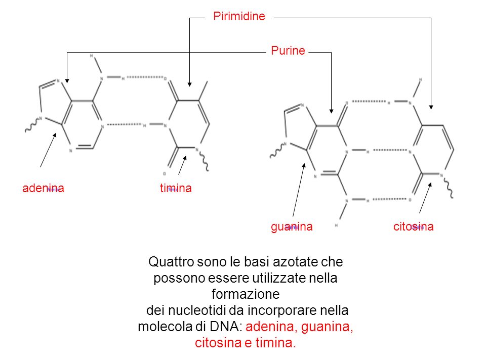 Pirimidine Purine. adenina. timina. guanina. citosina. Quattro sono le basi azotate che possono essere utilizzate nella formazione.