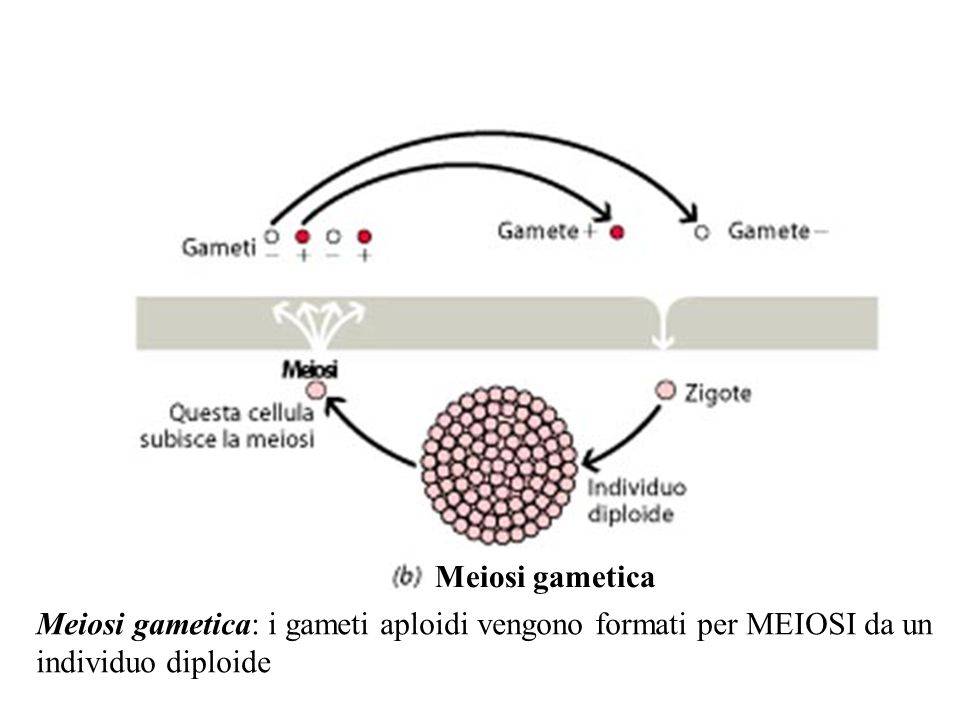 Meiosi gametica Meiosi gametica: i gameti aploidi vengono formati per MEIOSI da un.