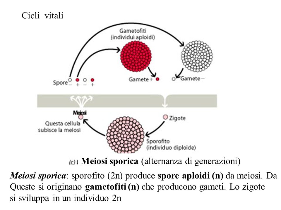 Cicli vitali Meiosi sporica (alternanza di generazioni) Meiosi sporica: sporofito (2n) produce spore aploidi (n) da meiosi. Da.