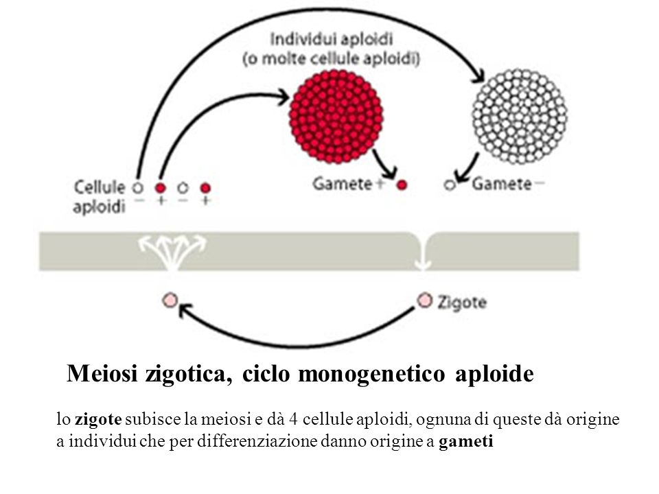 Meiosi zigotica, ciclo monogenetico aploide