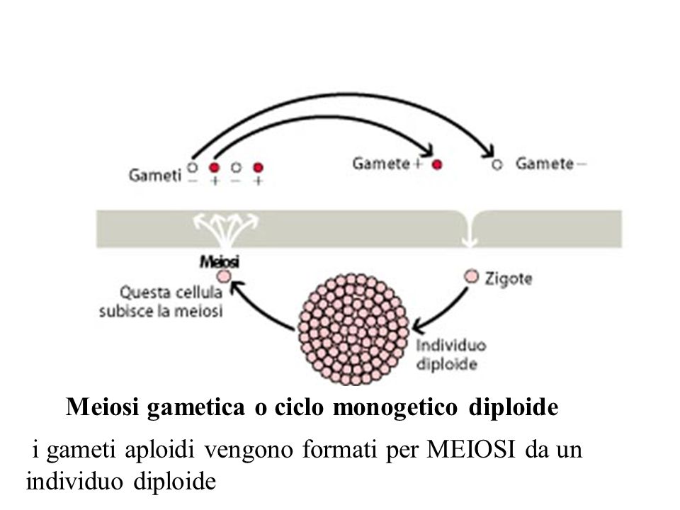 Meiosi gametica o ciclo monogetico diploide