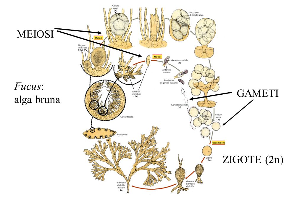 MEIOSI Fucus: alga bruna GAMETI ZIGOTE (2n)