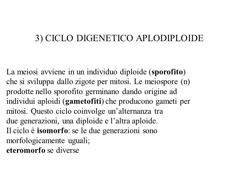 3) CICLO DIGENETICO APLODIPLOIDE