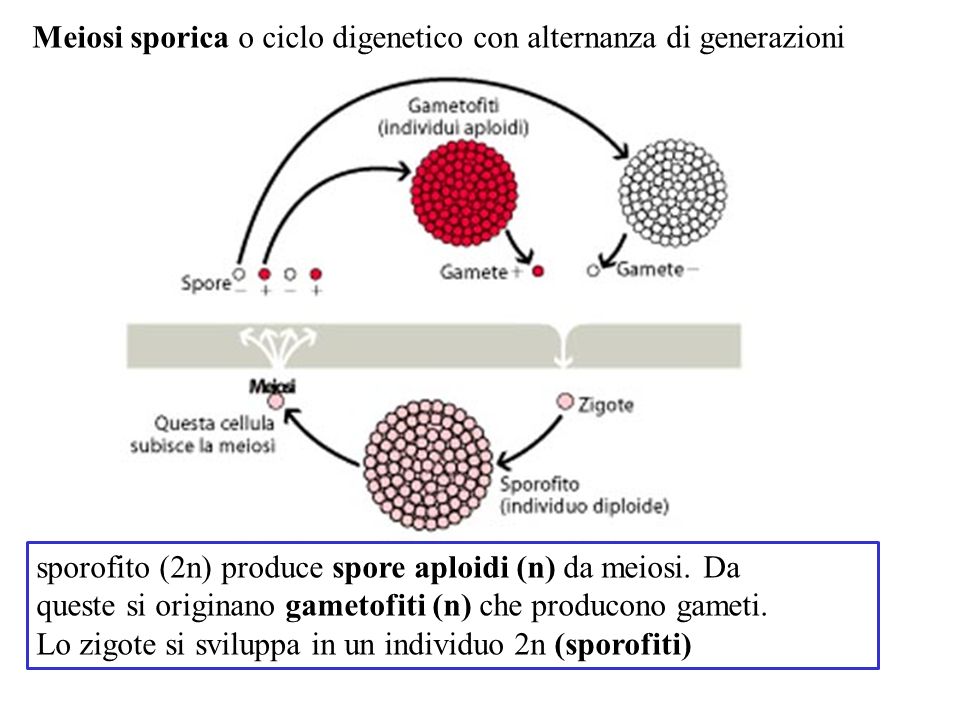 Meiosi sporica o ciclo digenetico con alternanza di generazioni