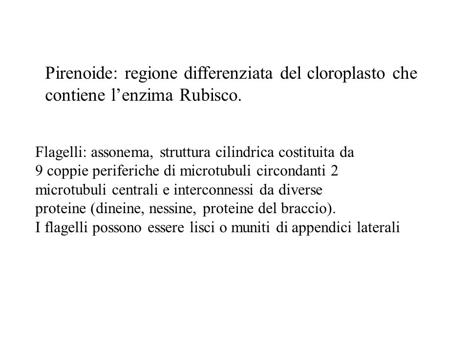 Pirenoide: regione differenziata del cloroplasto che