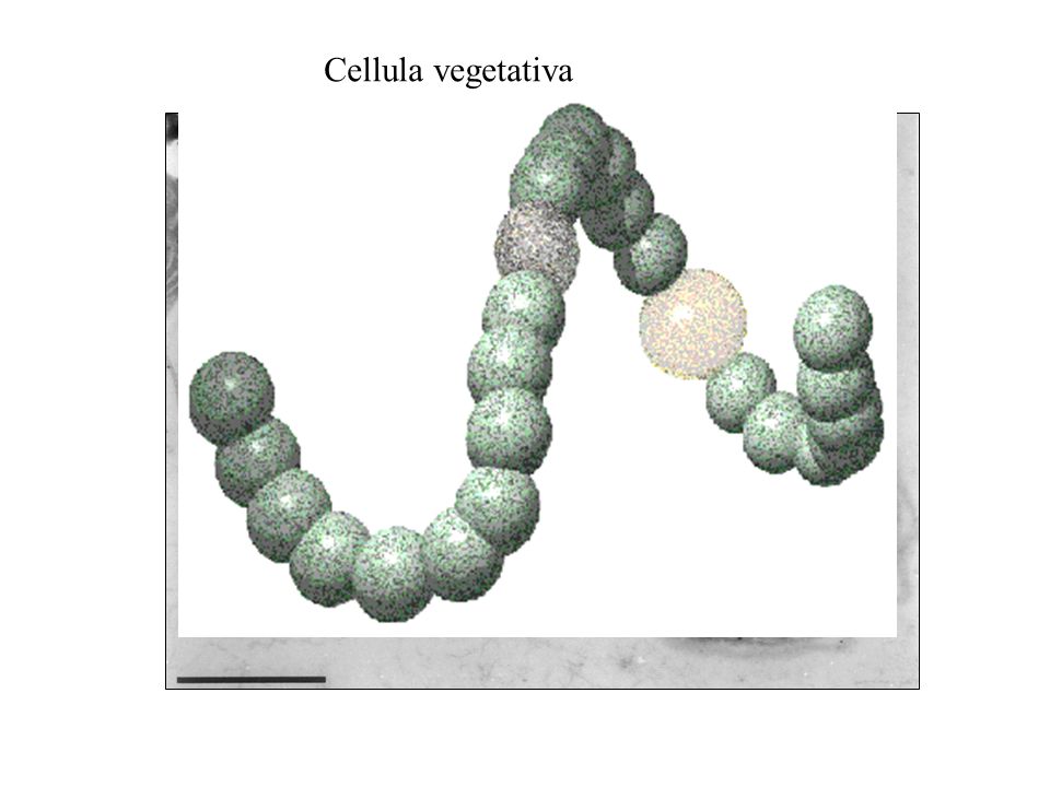 Cellula vegetativa tilacoidi Granuli di riserva nucleoide parete