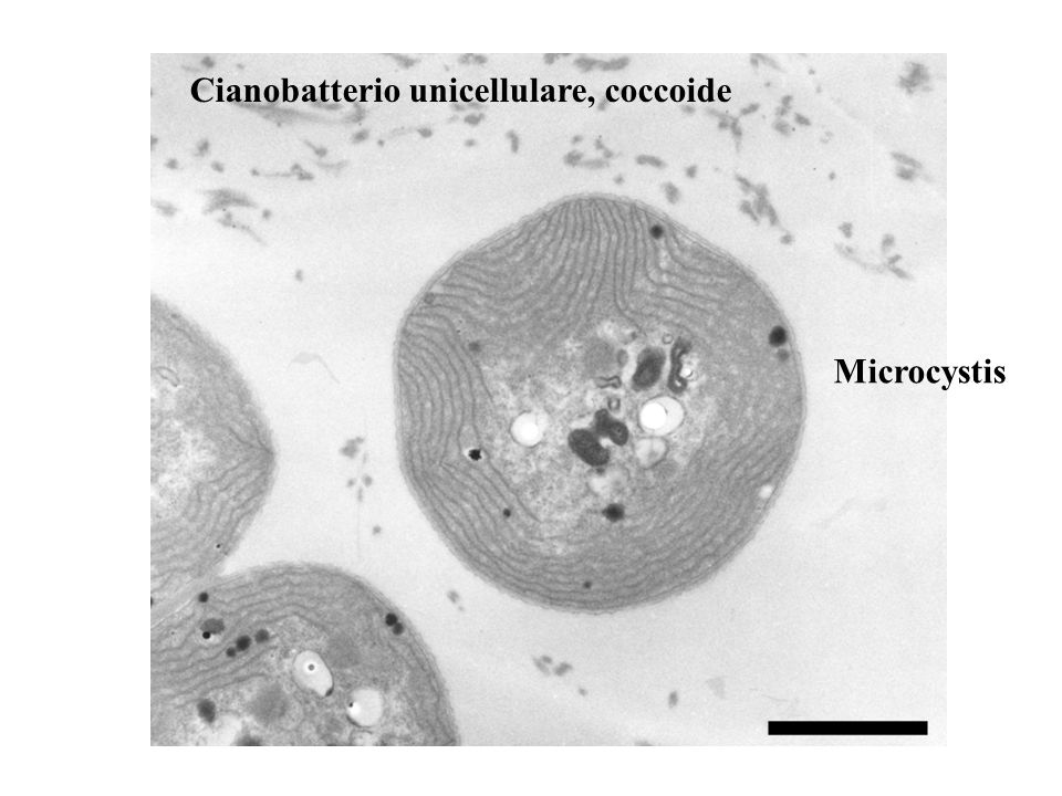 Cianobatterio unicellulare, coccoide