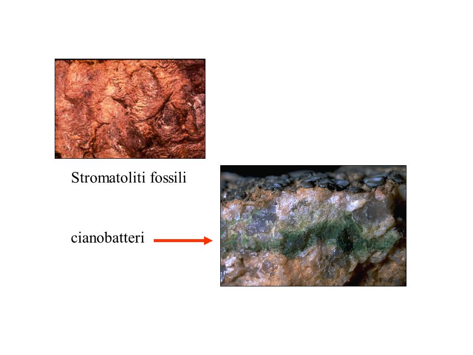 Stromatoliti fossili cianobatteri