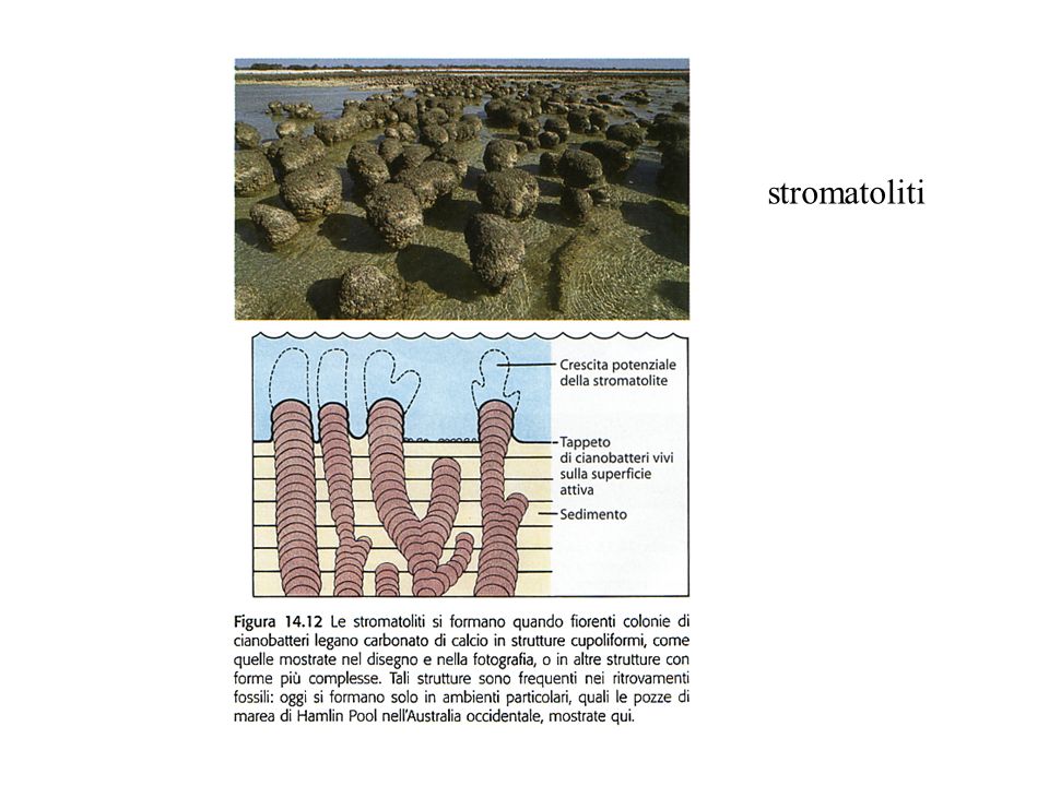 stromatoliti