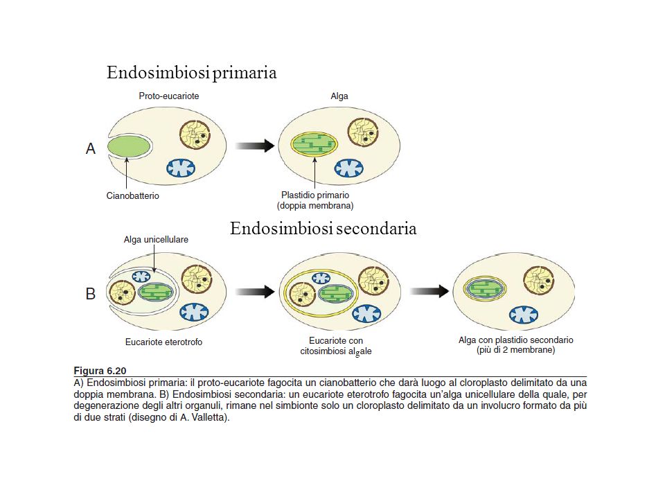 Endosimbiosi primaria