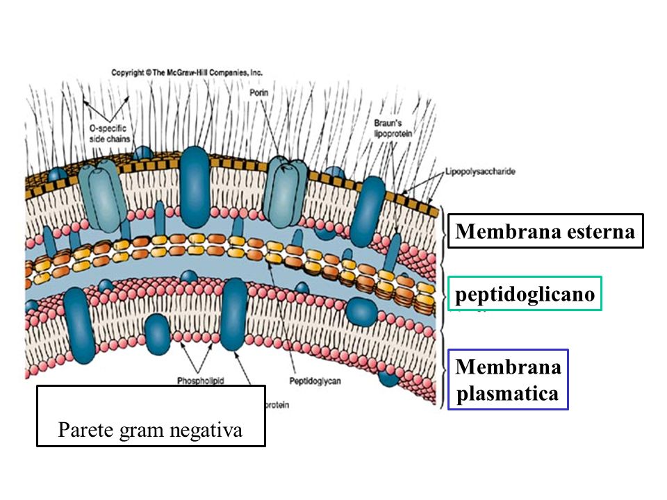 Membrana esterna peptidoglicano Membrana plasmatica Parete gram negativa