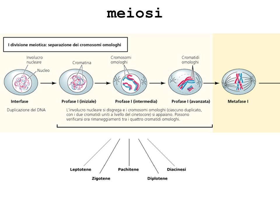 meiosi