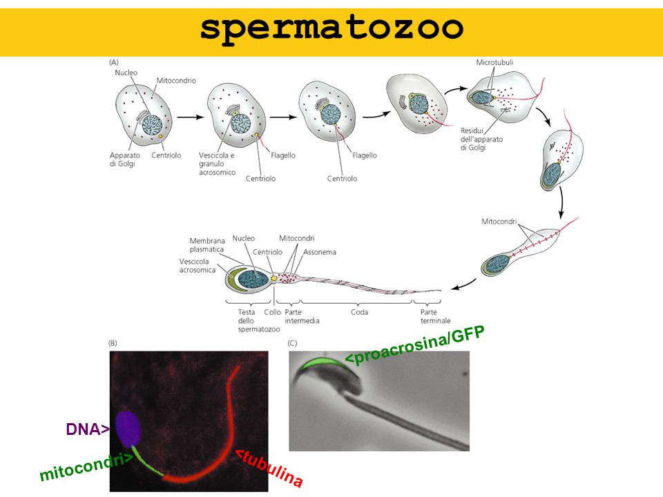 spermatozoo <proacrosina/GFP DNA> mitocondri> <tubulina