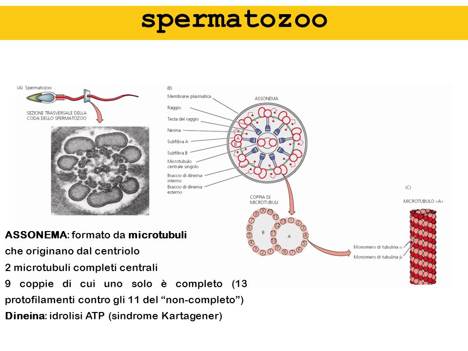 spermatozoo ASSONEMA: formato da microtubuli