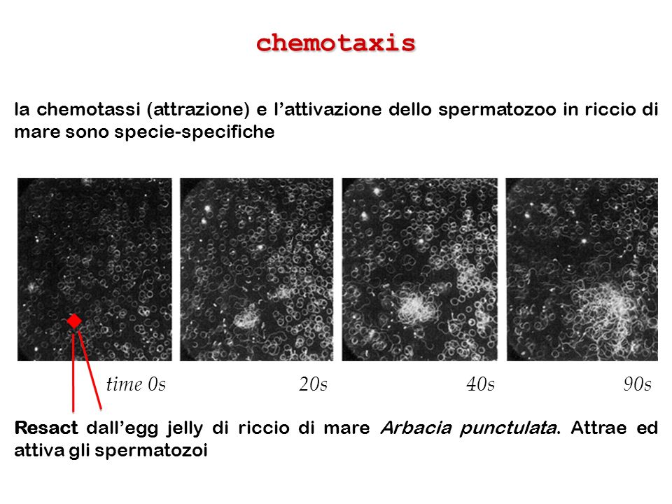 chemotaxis la chemotassi (attrazione) e l’attivazione dello spermatozoo in riccio di mare sono specie-specifiche.