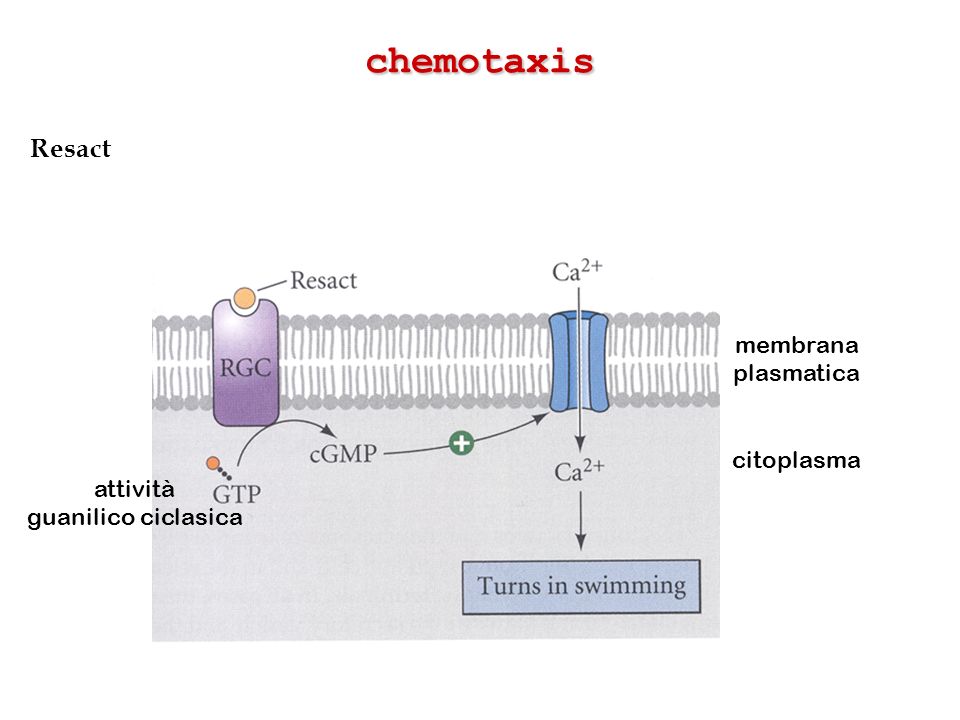 chemotaxis Resact membrana plasmatica citoplasma attività