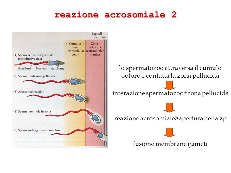 reazione acrosomiale 2 lo spermatozoo attraversa il cumulo ooforo e contatta la zona pellucida. interazione spermatozoo+zona pellucida.