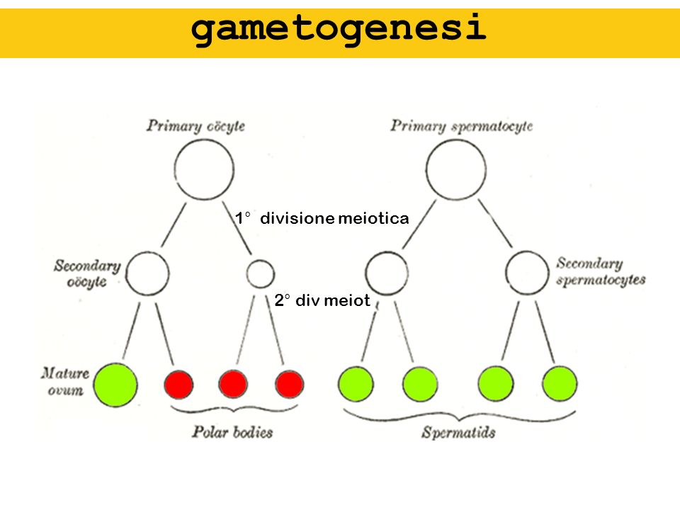 gametogenesi 1° divisione meiotica 2° div meiot