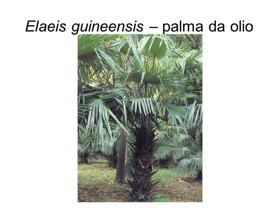 Elaeis guineensis – palma da olio
