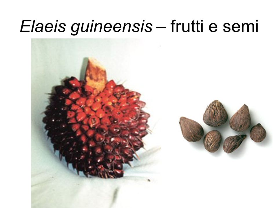Elaeis guineensis – frutti e semi