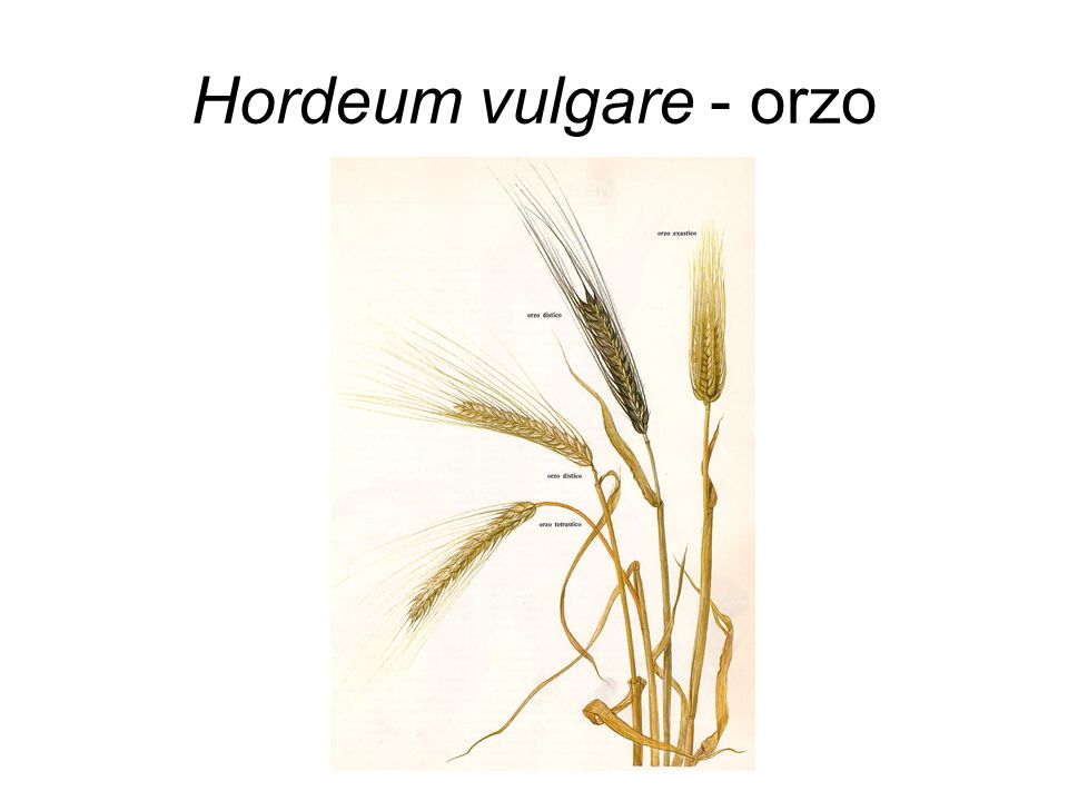 Hordeum vulgare - orzo