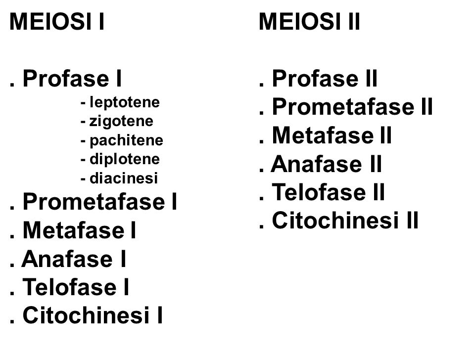 MEIOSI I . Profase I . Prometafase I . Metafase I . Anafase I
