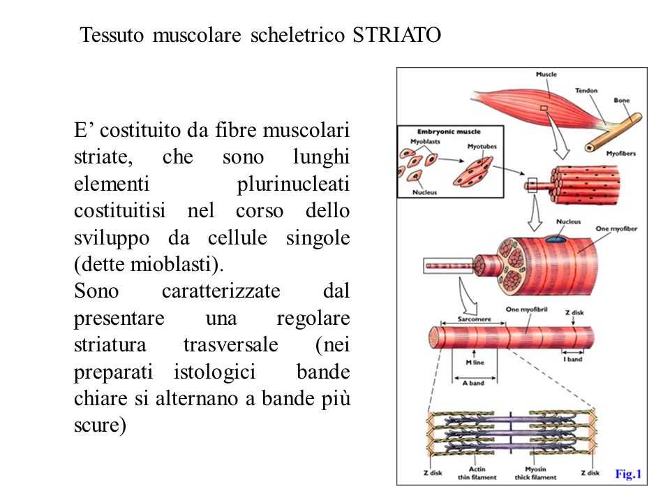 Tessuto muscolare scheletrico STRIATO