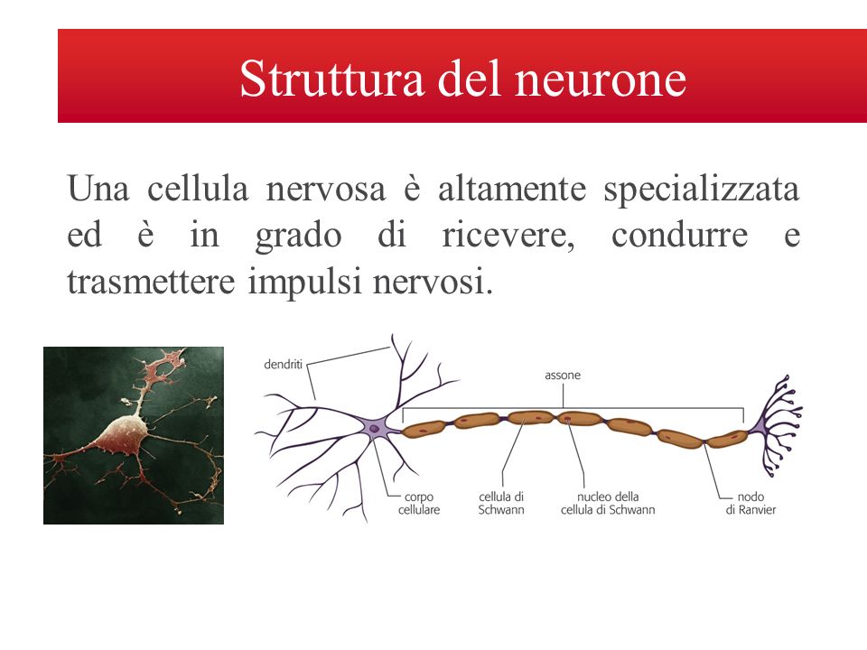 Struttura del neurone Una cellula nervosa è altamente specializzata ed è in grado di ricevere, condurre e trasmettere impulsi nervosi.