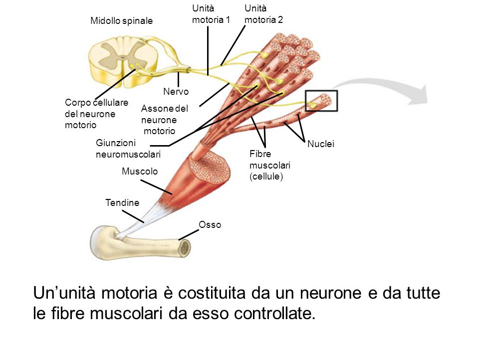Osso Tendine. Muscolo. Giunzioni neuromuscolari. Fibre. muscolari. (cellule) Nuclei. Assone del.