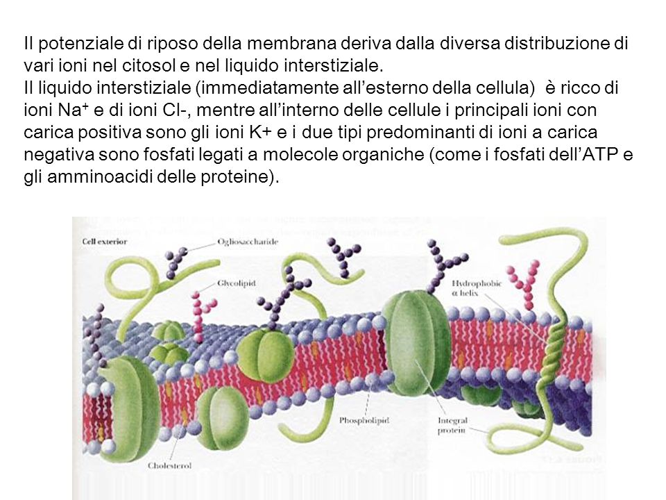 Il potenziale di riposo della membrana deriva dalla diversa distribuzione di vari ioni nel citosol e nel liquido interstiziale.