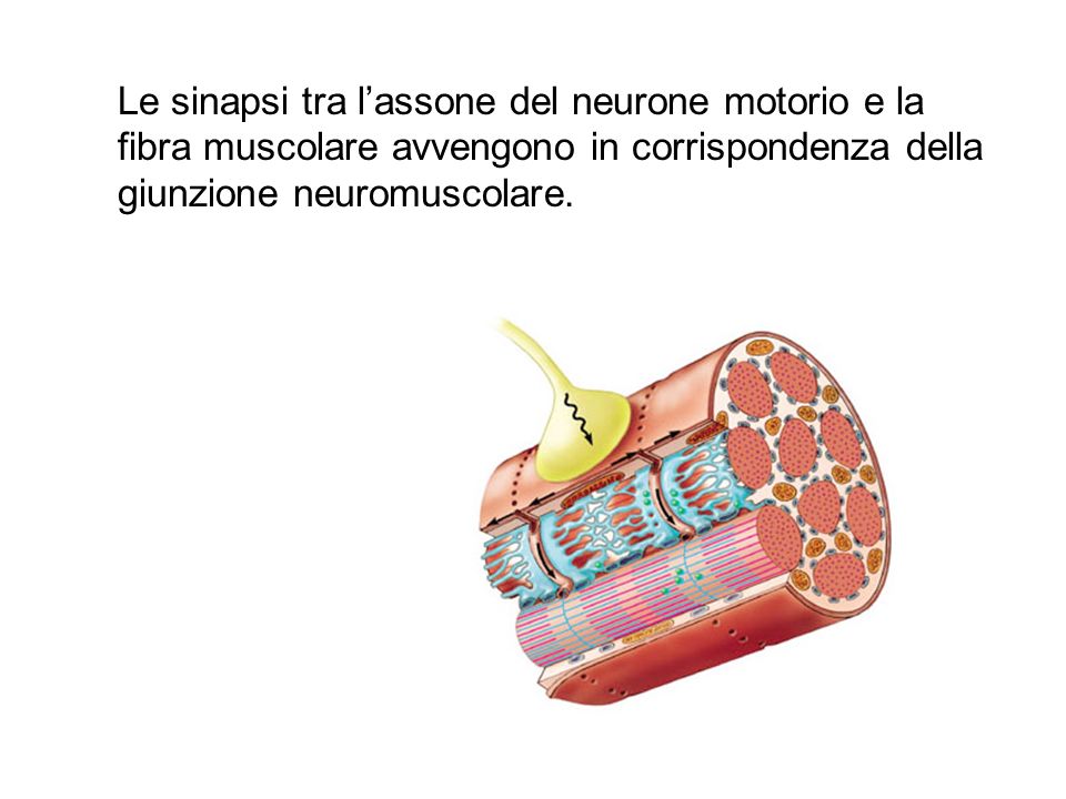 Le sinapsi tra l’assone del neurone motorio e la fibra muscolare avvengono in corrispondenza della giunzione neuromuscolare.