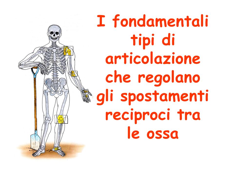 I fondamentali tipi di articolazione che regolano gli spostamenti reciproci tra le ossa