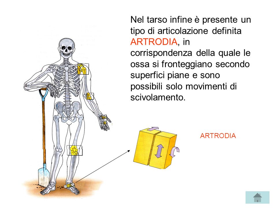 Nel tarso infine è presente un tipo di articolazione definita ARTRODIA, in corrispondenza della quale le ossa si fronteggiano secondo superfici piane e sono possibili solo movimenti di scivolamento.