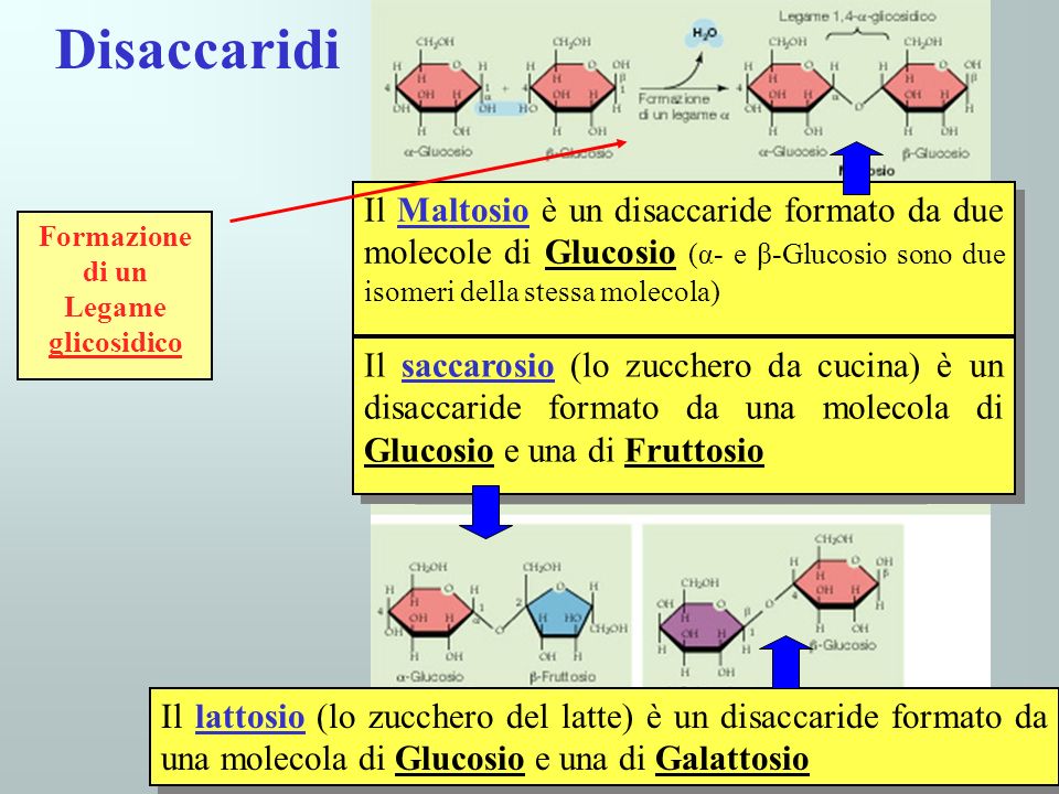 Disaccaridi Formazione di un. Legame glicosidico.