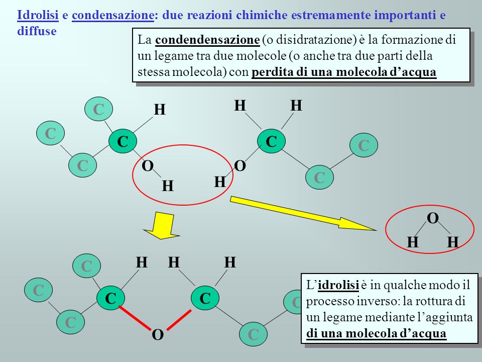 Idrolisi e condensazione: due reazioni chimiche estremamente importanti e diffuse